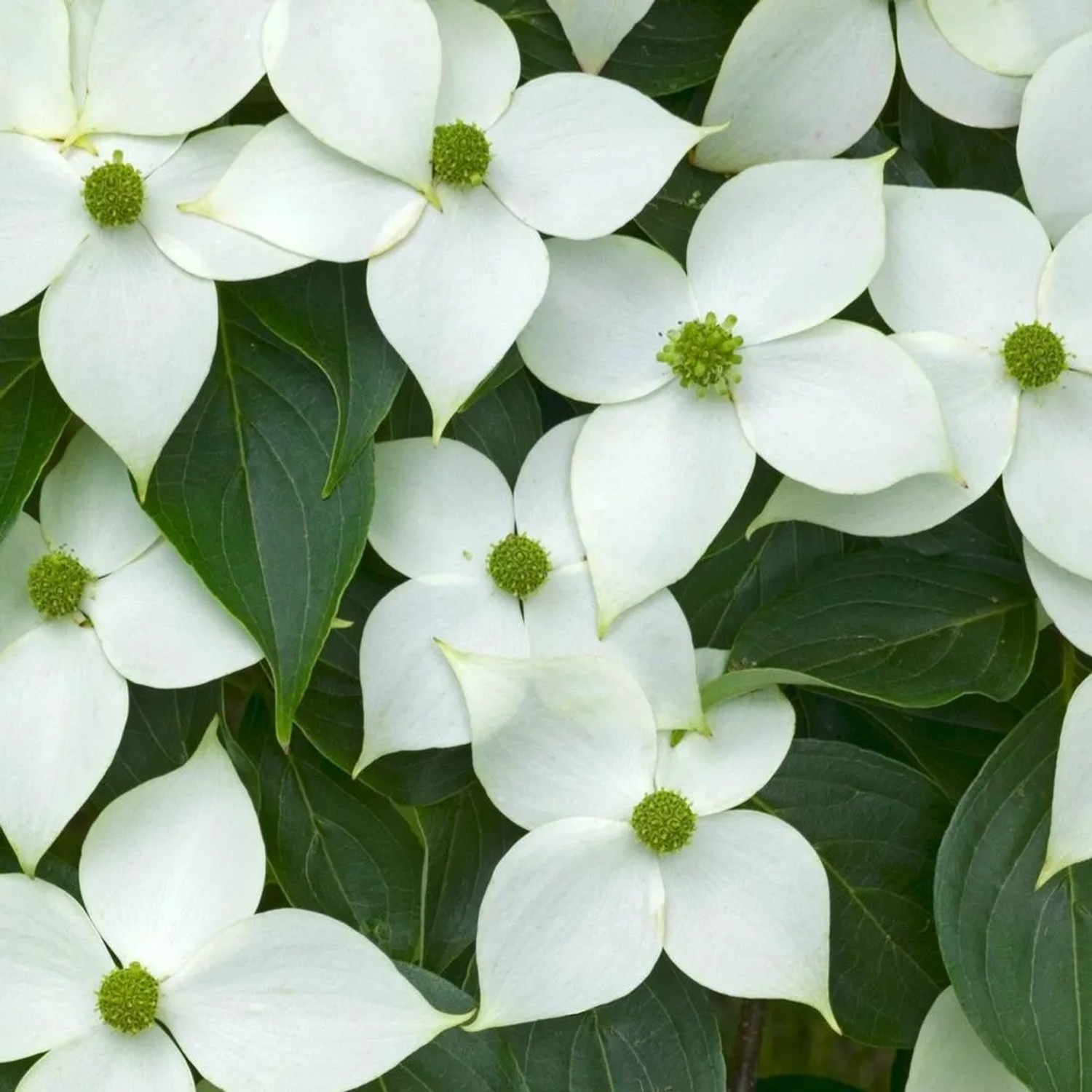 arborix Japanischer Hartriegel 'China Girl' Cornus Kousa 50 Bis 60 Cm Im Container Herbstfärbung