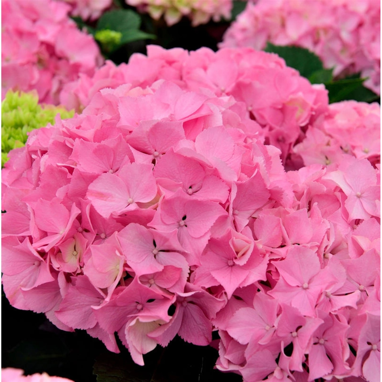 Bauernhortensie Belle Seduction 60-80cm - Hydrangea macrophylla günstig online kaufen