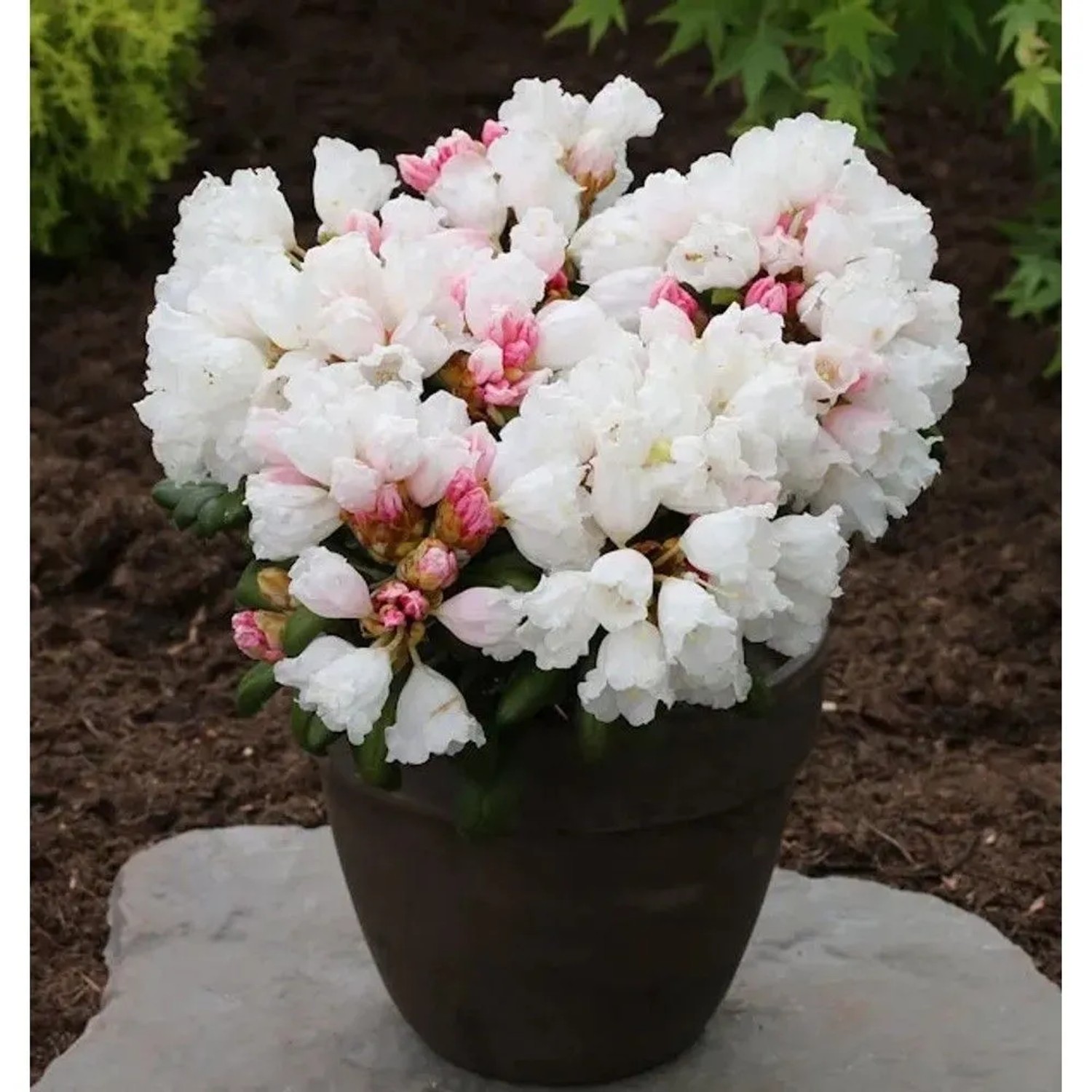 Rhododendron Schneekissen 20-25cm - Alpenrose