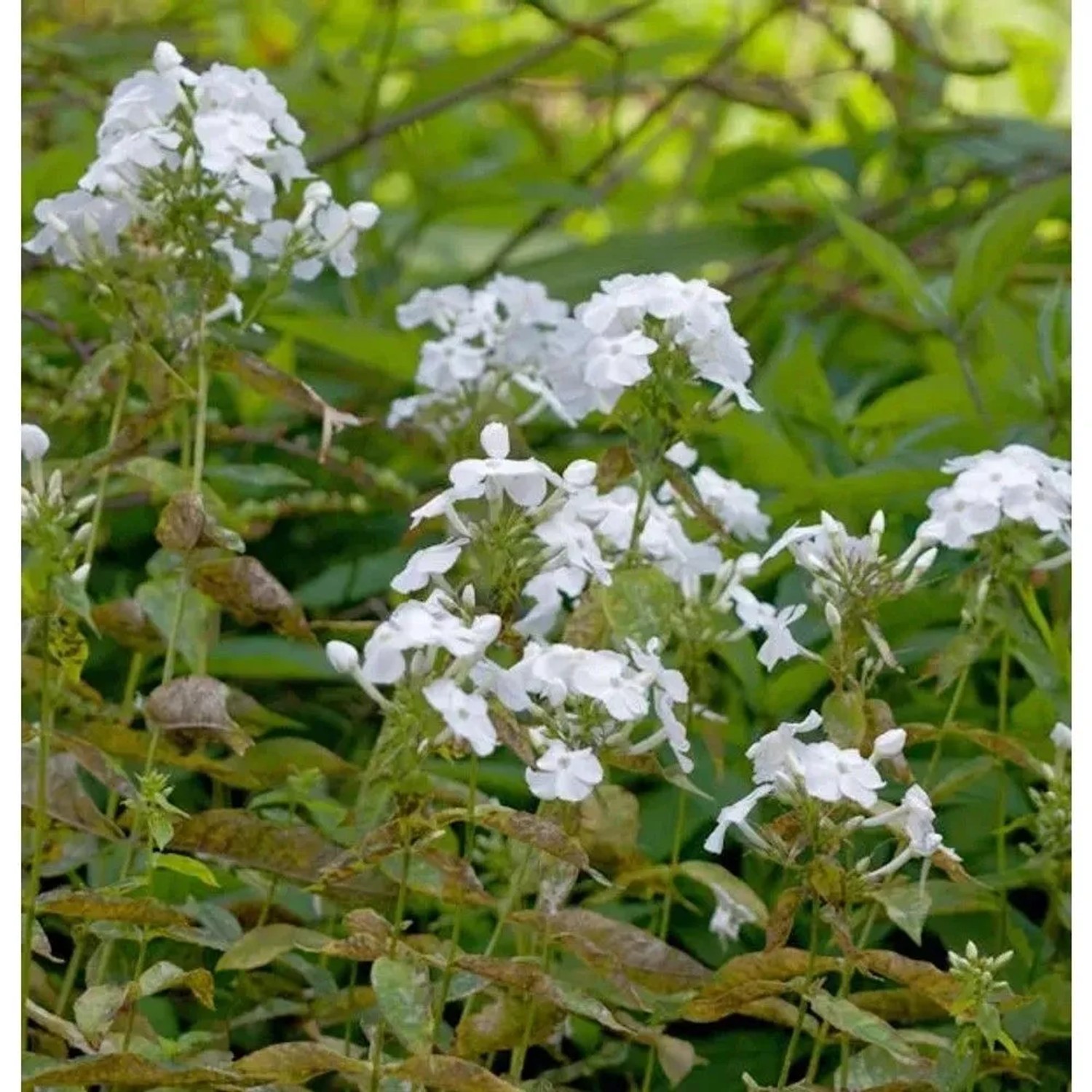 Hohe Flammenblume David - Phlox Paniculata