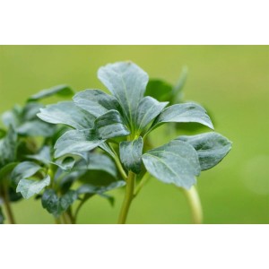 Nahaufnahme des glänzenden, grünen Ysander 'Green Sheen' im 9x9 cm Topf. Bodendecker für schattige Gärten.