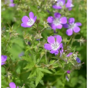 Nahaufnahme von blühendem Waldstorchschnabel (Geranium sylvaticum) mit lila Blüten.