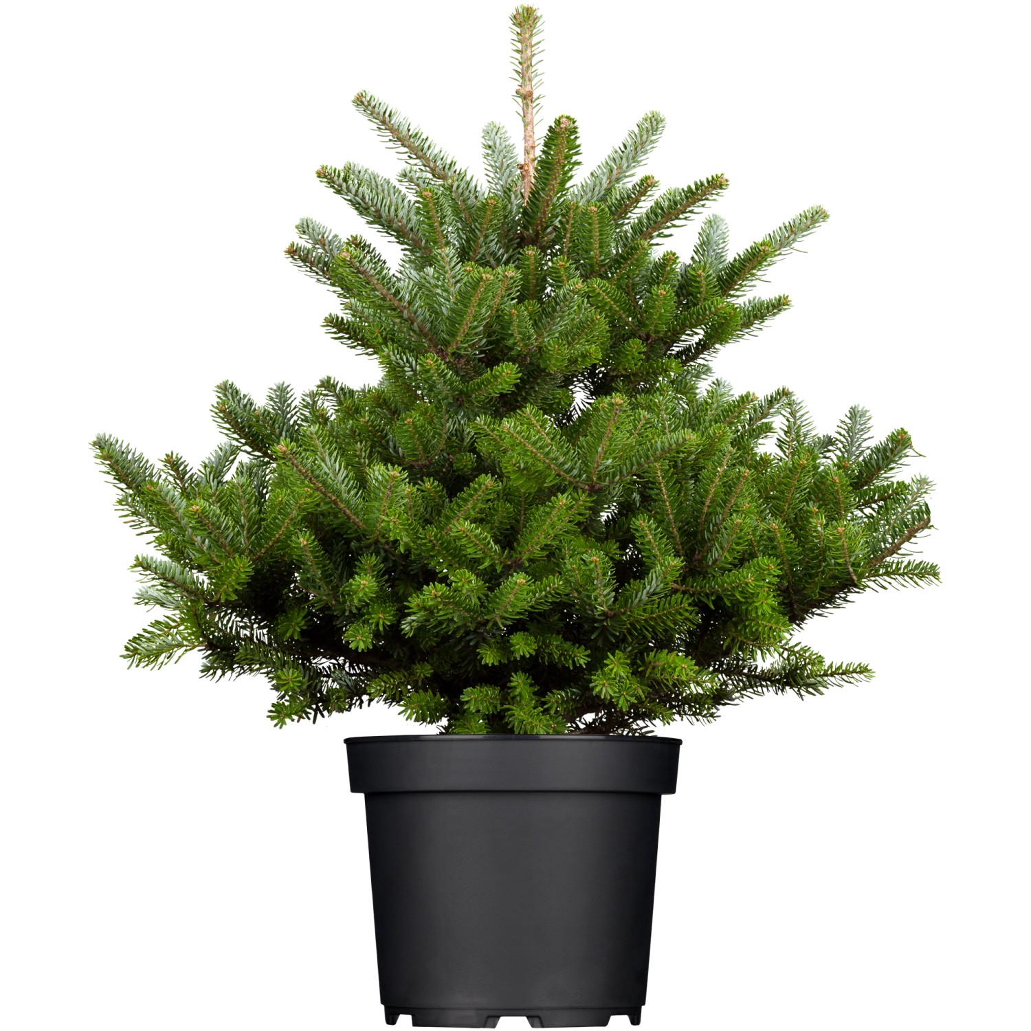 OBI Koreatanne "Molli" Höhe ca. 10 20 cm Topf ca. 3 l Abies kaufen