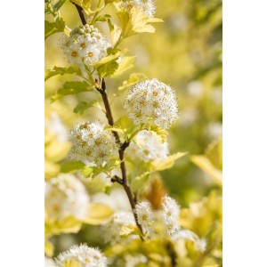 Gelblaubige Blasenspiere 'Darts Gold' (Physocarpus opulifolius) mit weißen Blüten und gelben Blättern.