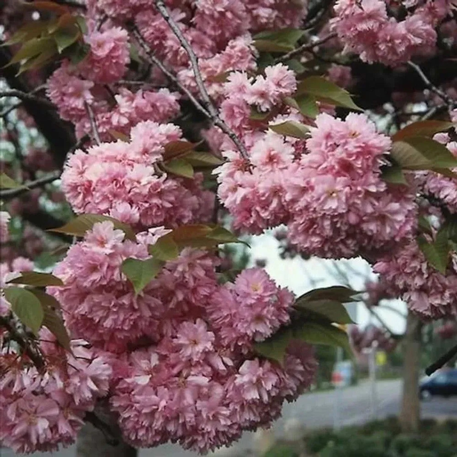 Japanische Nelkenkirsche Kanzan 60-80cm - Prunus serrulata