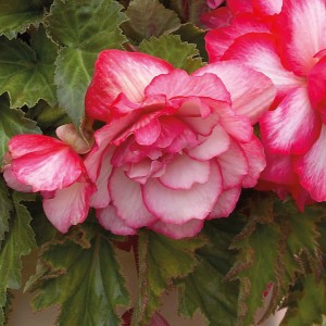 Nahaufnahme der rosa-weißen GROW by OBI Begonie Cascade für Balkon & Garten.