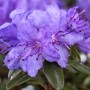 Nahaufnahme: Kompakter, lila Rhododendron Impeditum Saint Merryn, 30–40 cm hoch.