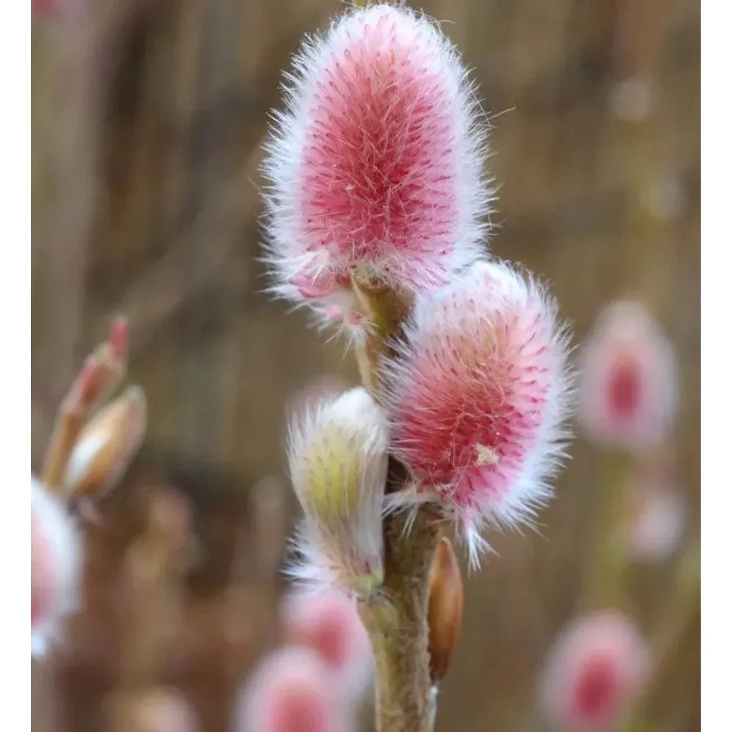 Hochstamm Rote Japanische Kätzchenweide Mount Aso 60-80cm - Salix gracilistyla