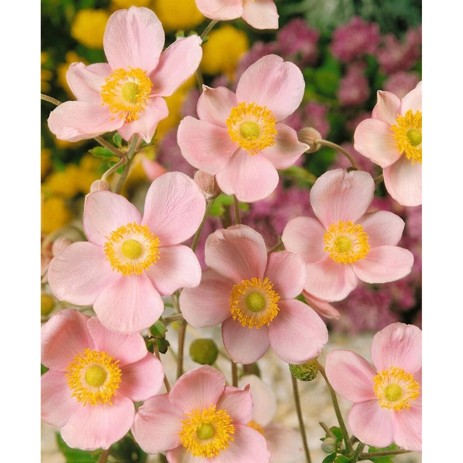 Anemone Hupehensis Ouvertüre Herbstanemone Ca. 9x9 cm Topf günstig online kaufen