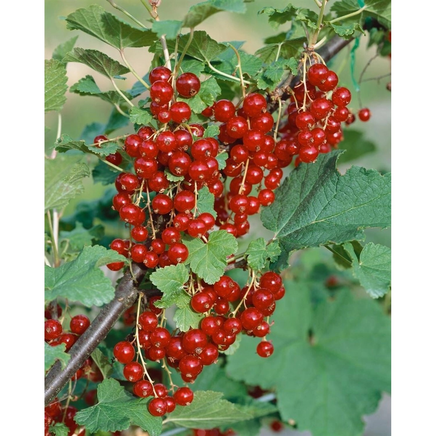 Ribes Rubrum Jonkheer Van Tets Rote Johannisbeere 90 Cm Stammhöhe günstig online kaufen