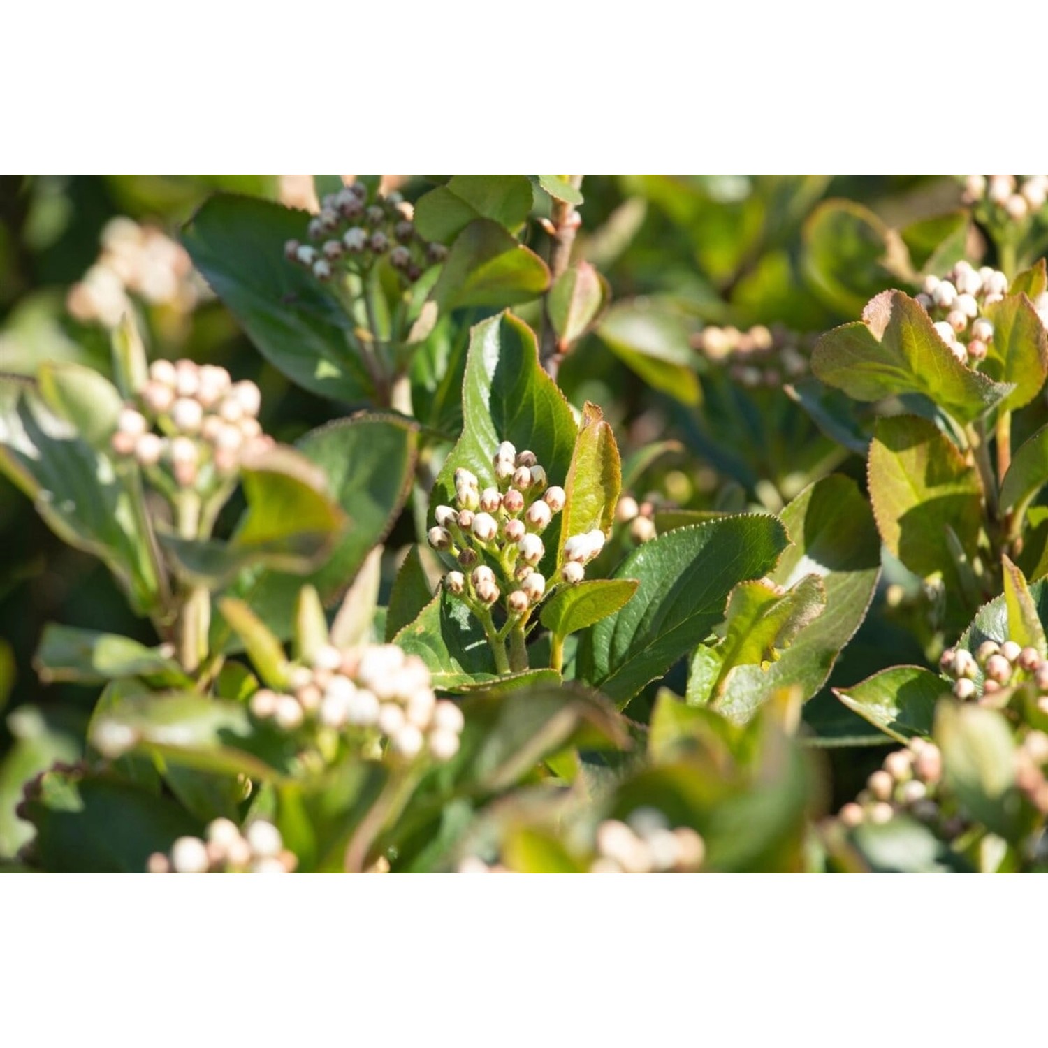 Aronia Melanocarpa Aron Schwarze Apfelbeere 80–100 Cm Robust günstig online kaufen