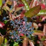 Rosa-weißer Duft-Schneeball Viburnum Nudum Brandywine mit blauen Beeren und rot-grünem Laub.