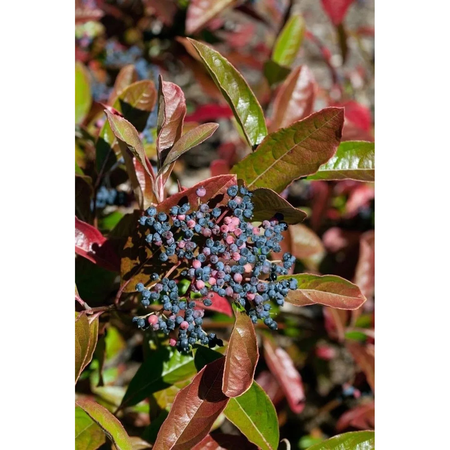 Rosa-weißer Duft-Schneeball Viburnum Nudum Brandywine mit blauen Beeren und rot-grünem Laub.
