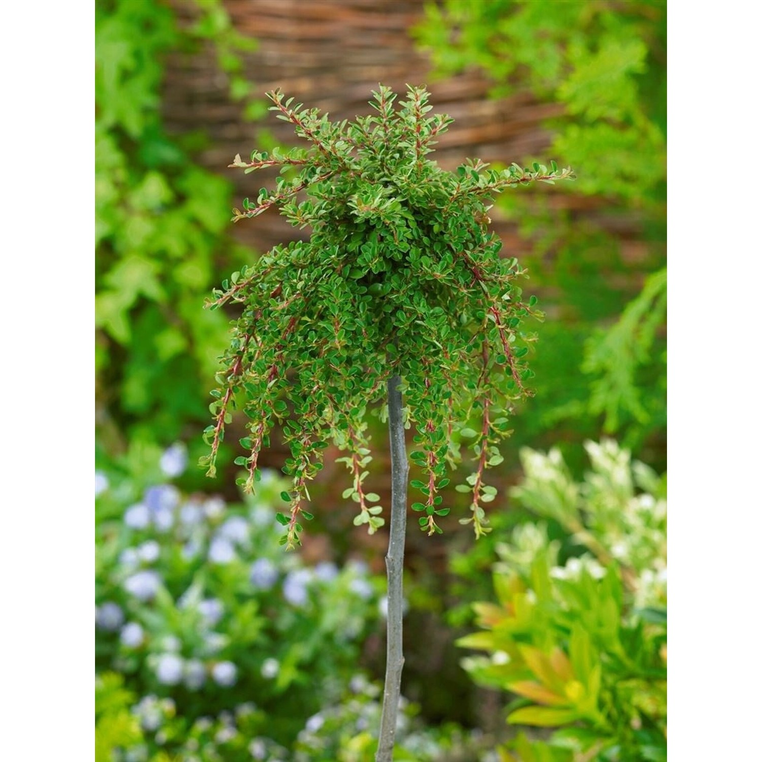 Cotoneaster Congestus Mirelle Immergrün Rote Beeren 50 cm Stammhöhe günstig online kaufen