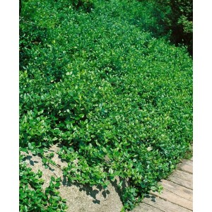 Grüne Kriechspindel 'Coloratus' als Bodendecker im Garten, ca. 9x9 cm Topf.