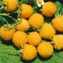 Nahaufnahme: Gelbe Himbeeren (Rubus Idaeus Fallgold) auf grünen Blättern. Süße, goldene Herbsthimbeere.
