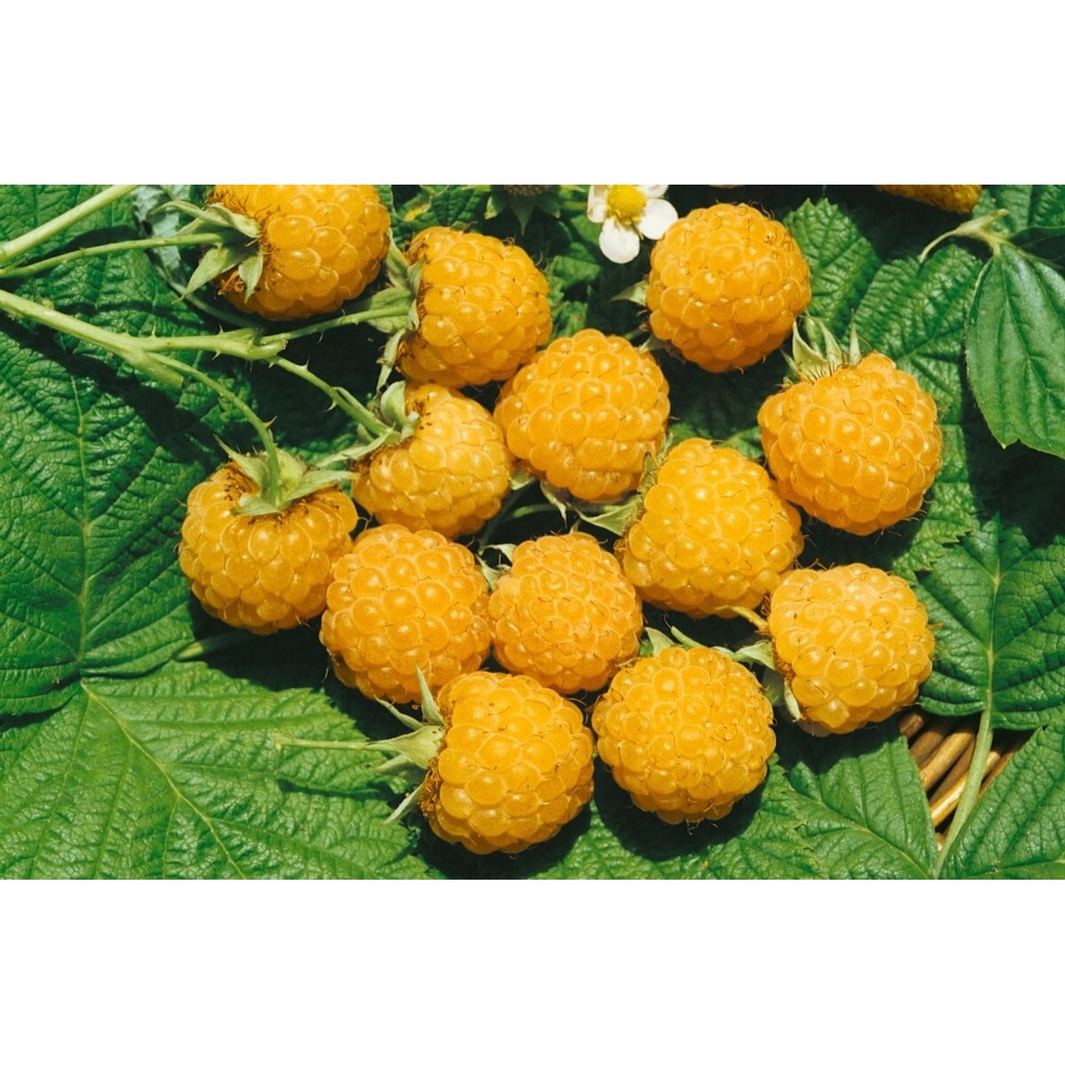 Rubus Idaeus Fallgold Himbeere Gelbfruchtig 40–60 Cm günstig online kaufen