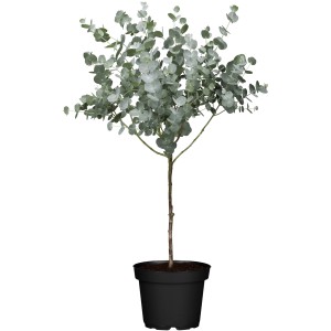 Eukalyptus Azura im Topf, ca. 80-100 cm hoch, silberblaues Laub.