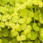 Goldgelbes Pfennigkraut 'Goldilocks' (Lysimachia nummularia) im 9x9 cm Topf.