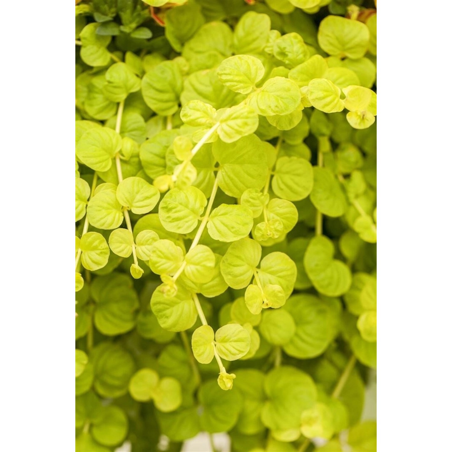 Lysimachia Nummularia Goldilocks Pfennigkraut Goldgelb Ca. 9x9 cm Topf günstig online kaufen