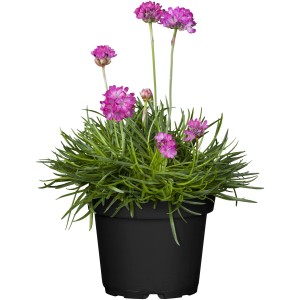 Grasnelke (Armeria maritima) im Topf, rosa Blüten, grüne Blätter. Ideal für Steingärten.