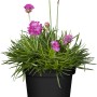 Grasnelke (Armeria maritima) im Topf, rosa Blüten, grüne Blätter. Ideal für Steingärten.
