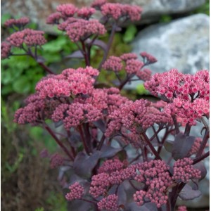 Große Fetthenne 'Xenox' (Sedum telephium) mit rosa Blüten im Detail.