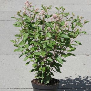 Säckelblume 'Marie Simon' im Topf, ca. 40-60 cm hoch, mit zarten rosa Blüten.