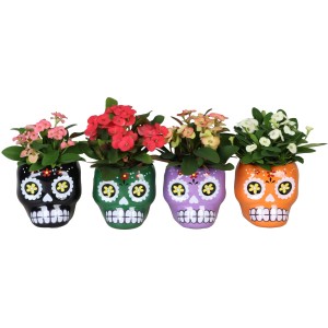 Christusdorn in Halloween-Keramiktöpfen in Schwarz, Grün, Lila und Orange mit Blüten in verschiedenen Farben.