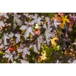 Feldahorn (Acer campestre) mit dunklen Blättern im Herbstlaub.