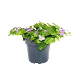 Set aus 3 lila Schneeflockenblumen (Sutera Diffusa) im 11cm Topf, ideal für Hängeampeln und Balkonkästen.