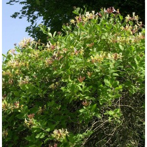 Waldgeisblatt 'Graham Thomas' (Lonicera periclymenum), 60-80cm, mit gelb-weißen Blüten.