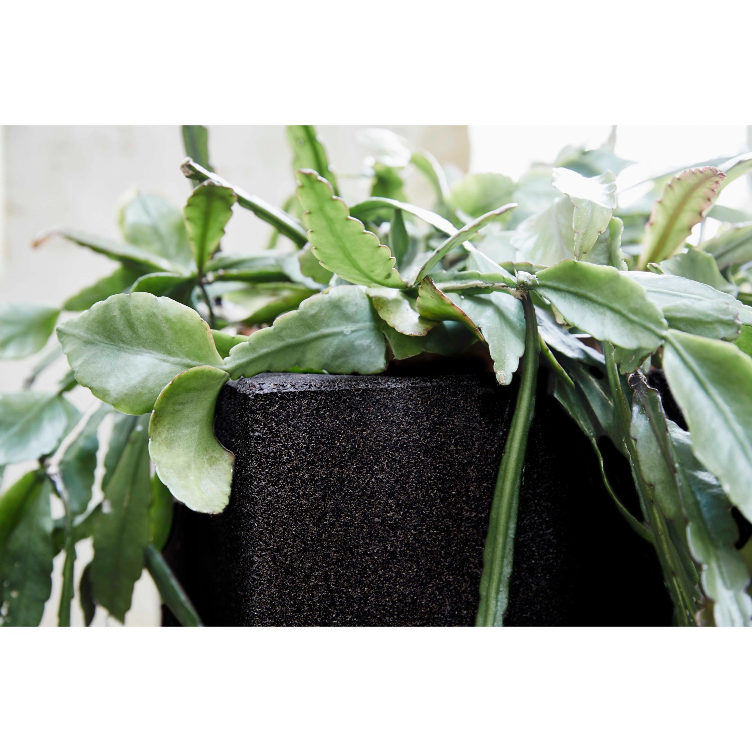 hhnerstall mit blumenkasten Holsteiner Blumenkasten aus Massivholz  Single Variante