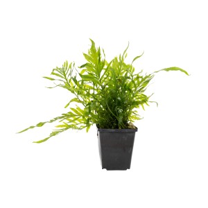 Stoffels Aquariumpflanze Bolbitis heudelotii XL im Topf, grüne Wasserpflanze für das Aquarium.