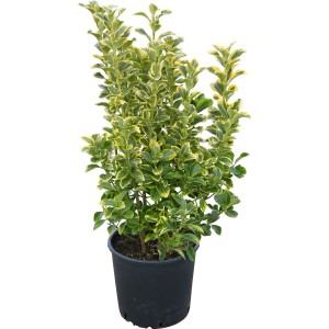 Japanischer Spindelstrauch im Topf, verschiedene Sorten mit grün-gelben Blättern, ca. 50-60 cm hoch.