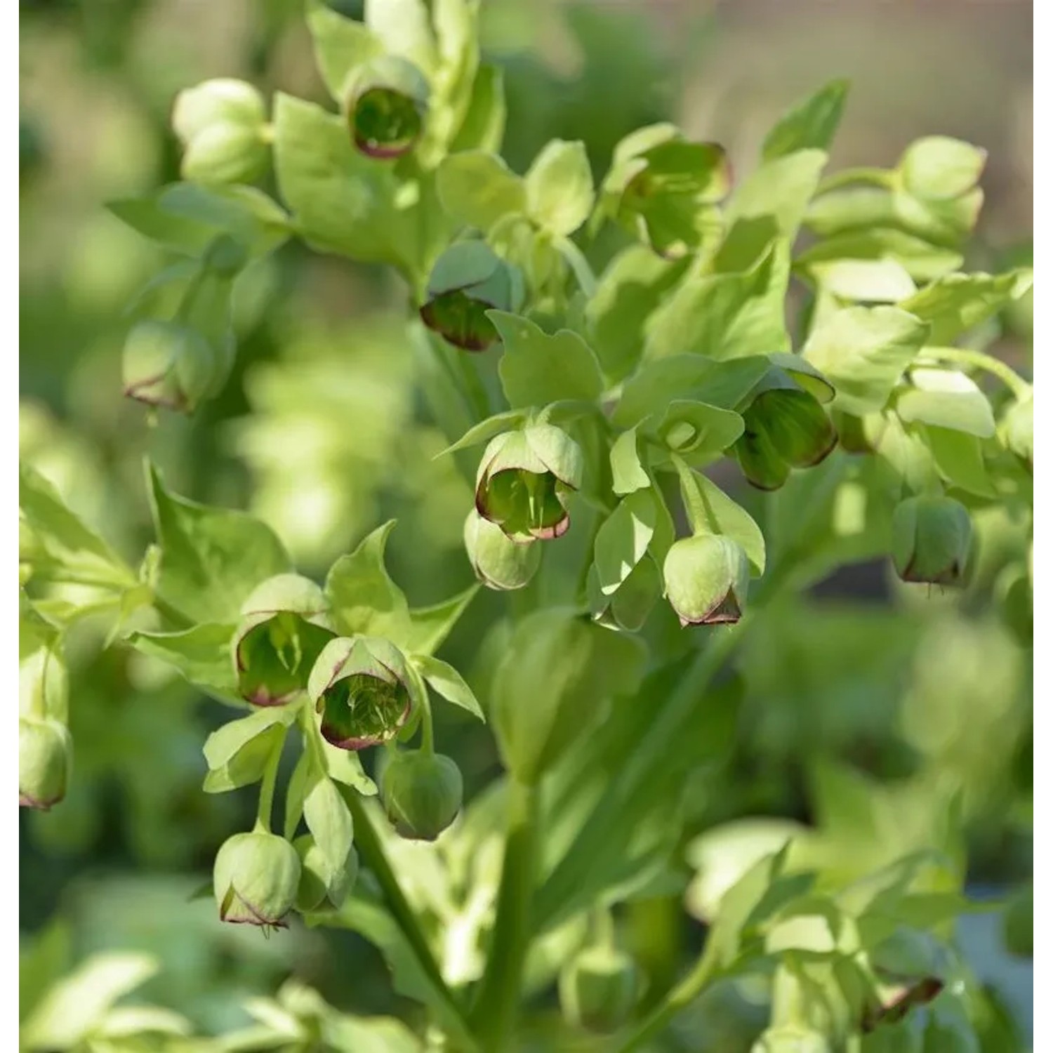 Stinkender Nieswurz . Helleborus foetidus