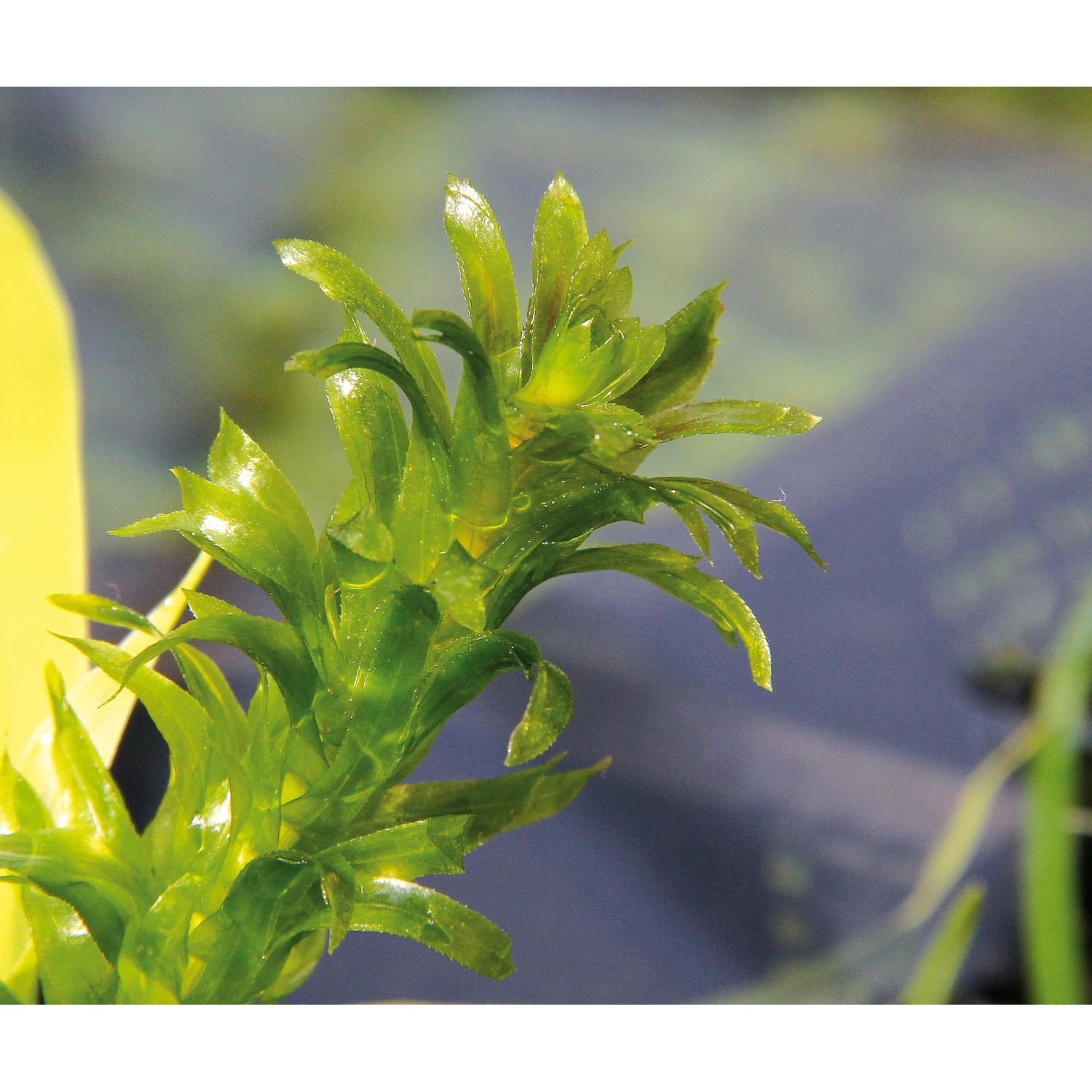 Dennerle Aquariumpflanze Egeria Densa, dichte, grüne Wasserpflanze für das Aquarium.