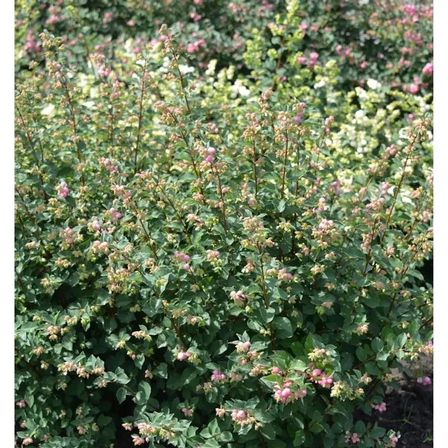 Hochstamm Schneebeere Symphony Rave 80-100cm - Symphoricarpos