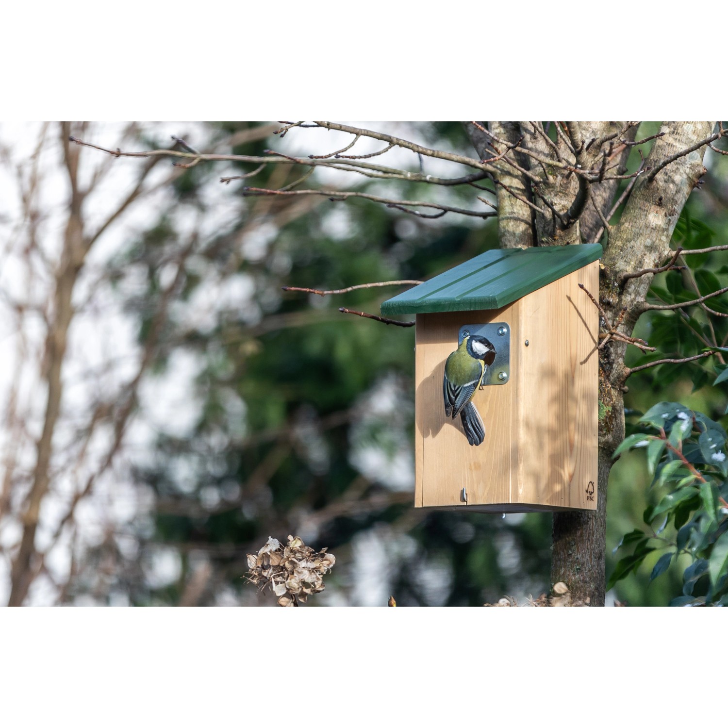 CJ Wildlife Nistkasten Seattle mit Raubtierschutz und Meise am Eingang.