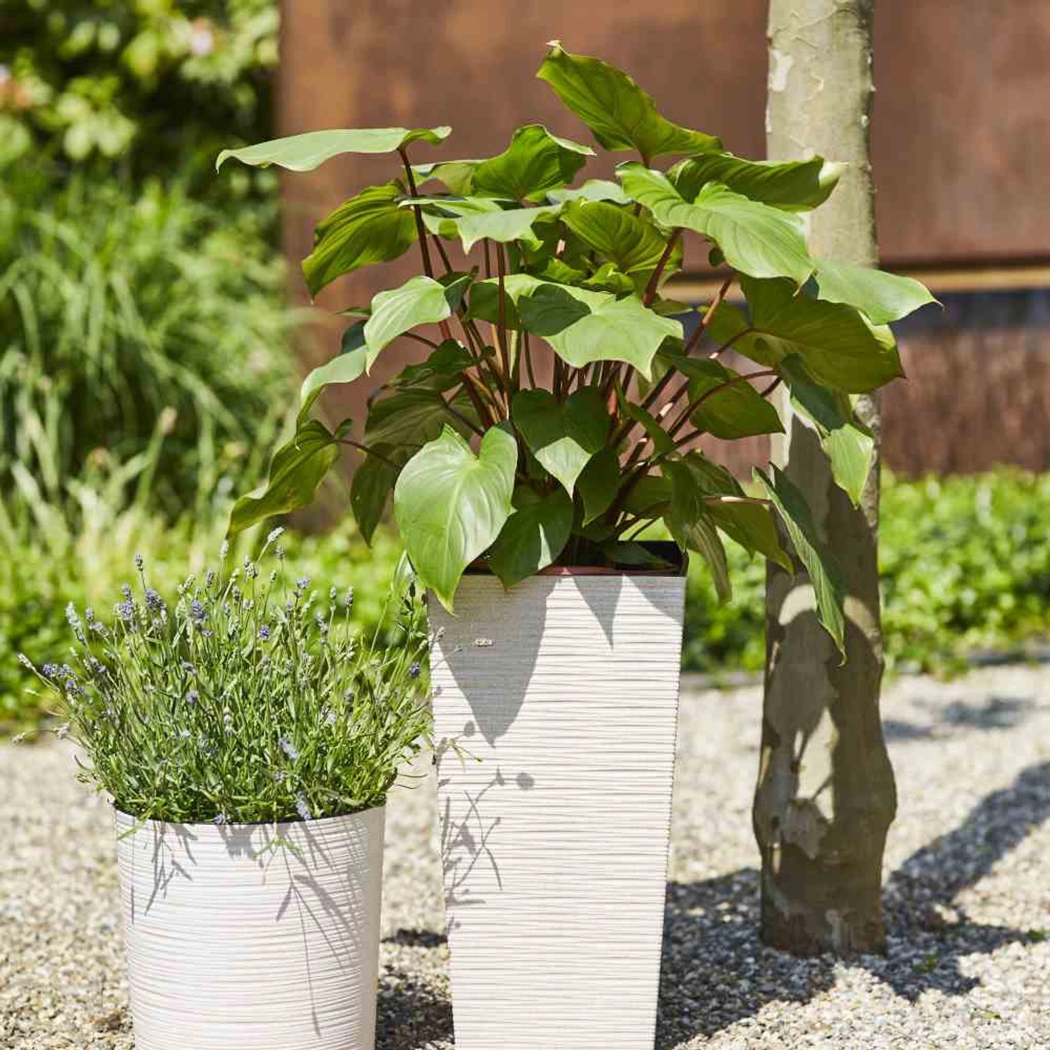 Siena Garden Pflanzsäule Eco Nizza, weiß, 25x25x46,5 cm mit grüner Pflanze.