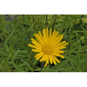 Gelbe Blüte des Weidenblättrigen Ochsenauge (Buphthalmum salicifolium) im 9x9 cm Topf.