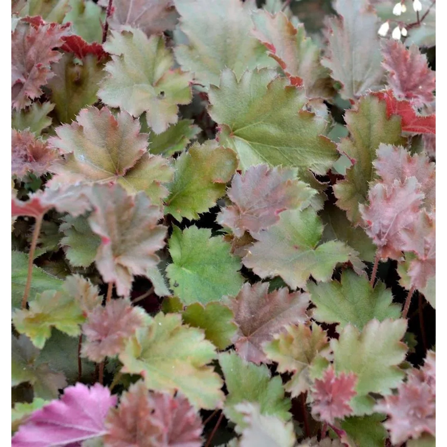 Purpurglöckchen Ebony & Ivory - Heuchera brizoides