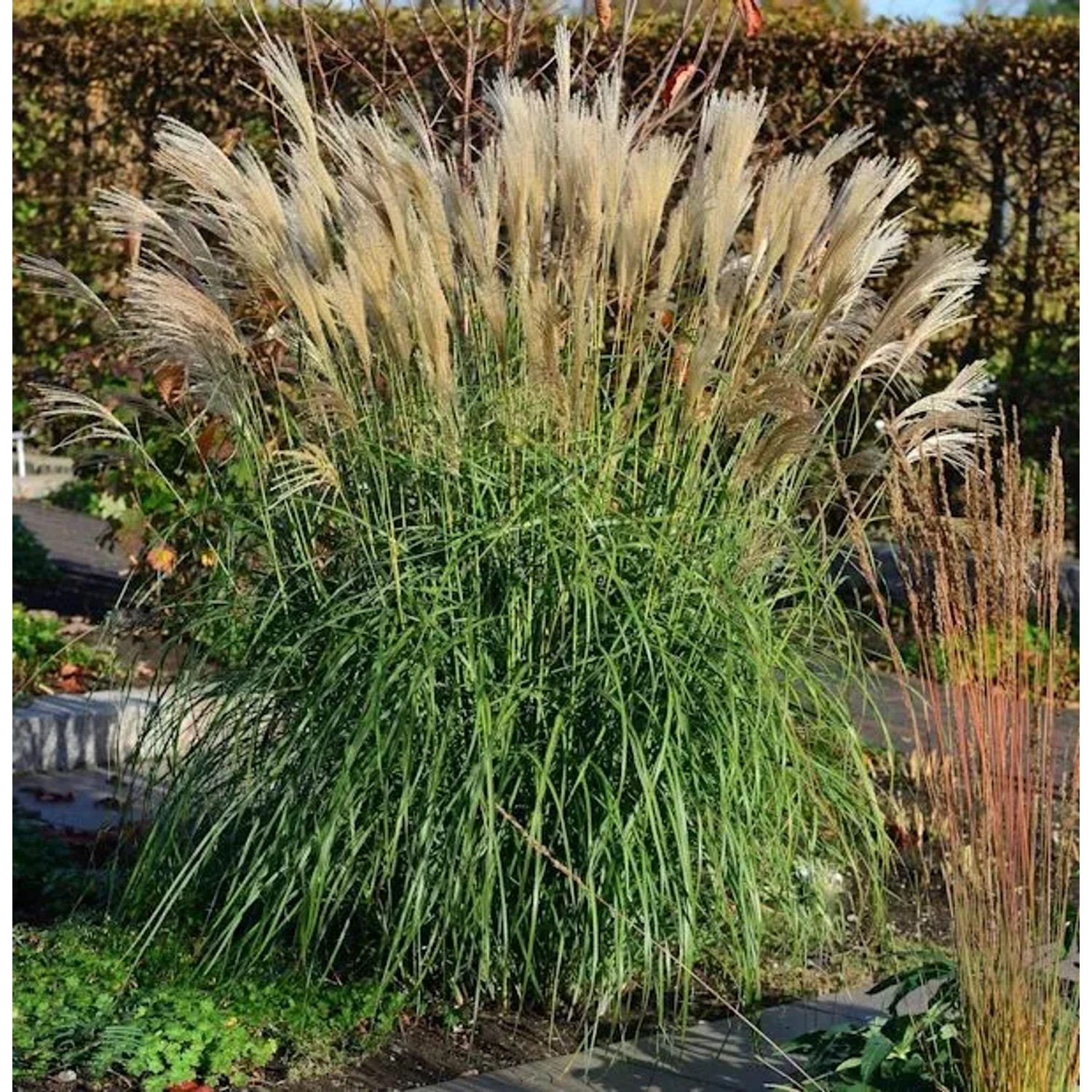 Chinaschilf Hermann Müssel - XXXL Topf - Miscanthus sinensis