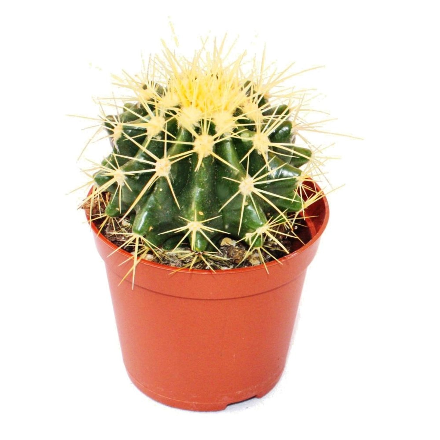 Exotenherz Echinocactus Grusonii Schwiegermutterstuhl im 8,5cm Topf günstig online kaufen