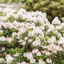 Immergrüner Rhododendron Bloombux mit zarten rosa Blüten im Garten.