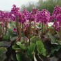 Blühender Riesensteinbrech 'Morgenröte' mit rosa Blüten und grünen Blättern im Topf.
