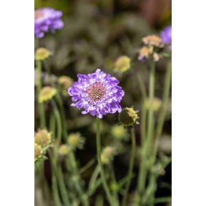 Nahaufnahme einer blauvioletten Tauben-Skabiose (Scabiosa columbaria) im Topf von GROW by OBI.