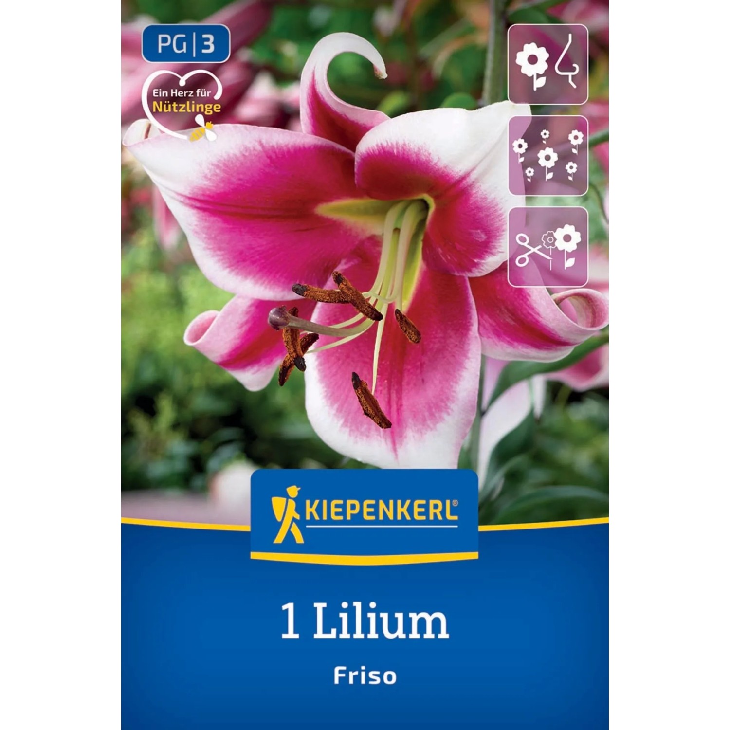 Kiepenkerl Blumenzwiebel Lilien-Hybride Friso 1 Stück