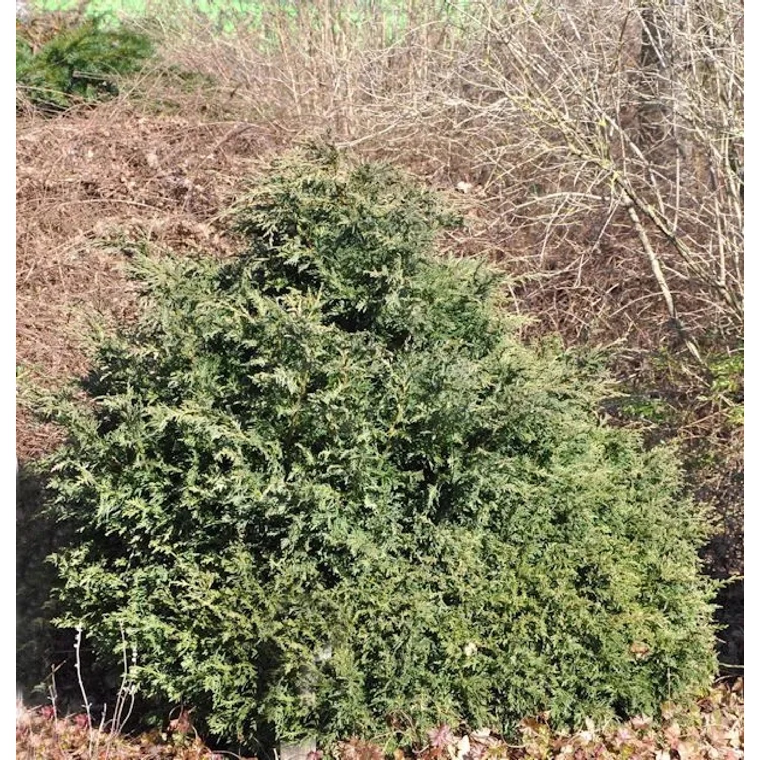 Kissenzypresse Caesia 50-60cm - Chamaecyparis,awsoniana
