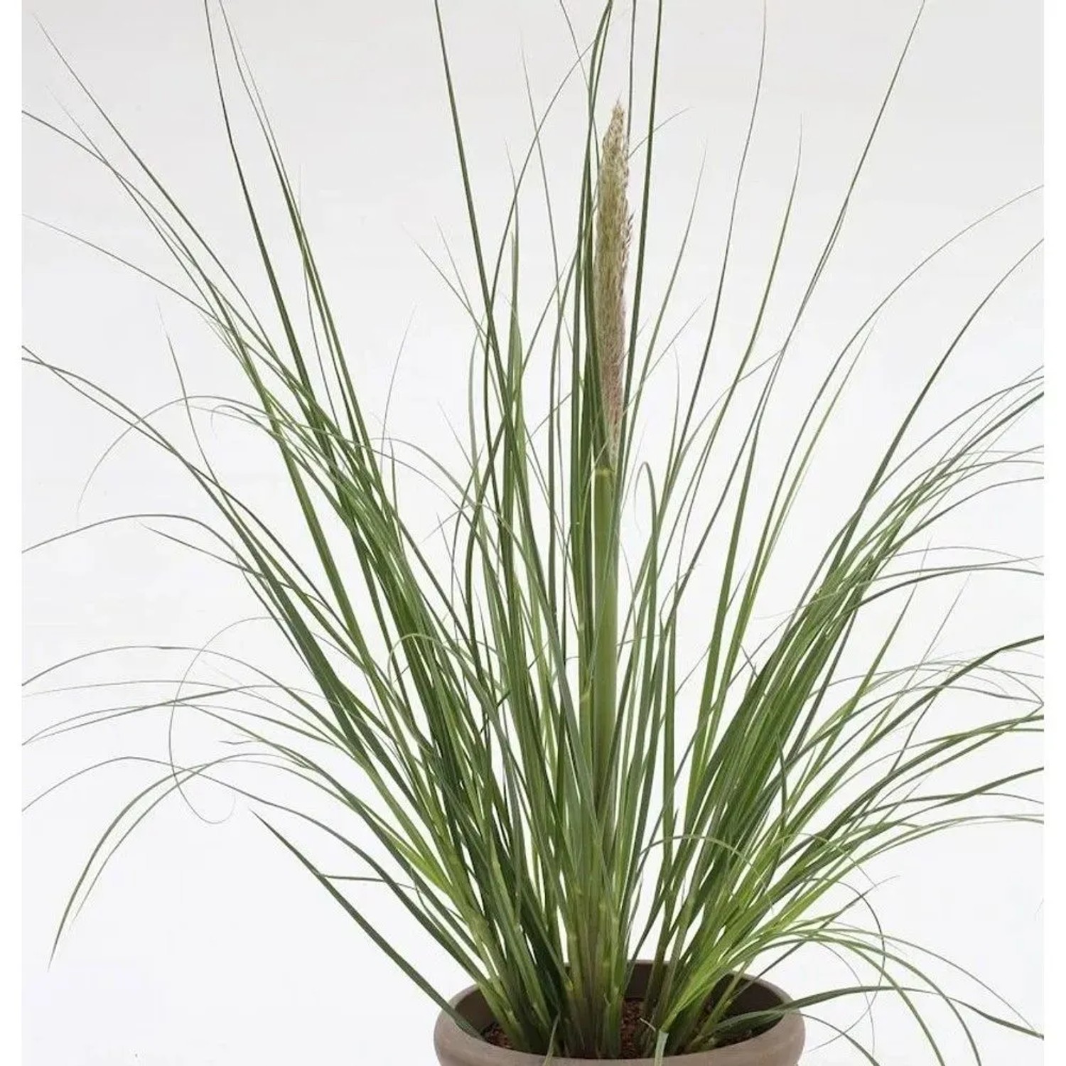 Pampasgras Evita - XXXL Topf - Cortaderia selloana